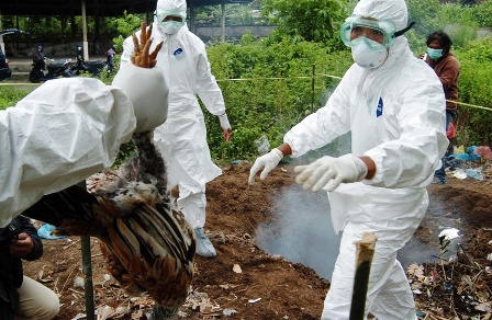 Flu Burung, Pemerintah Sebar 4 Juta Dosis Vaksin H5N1